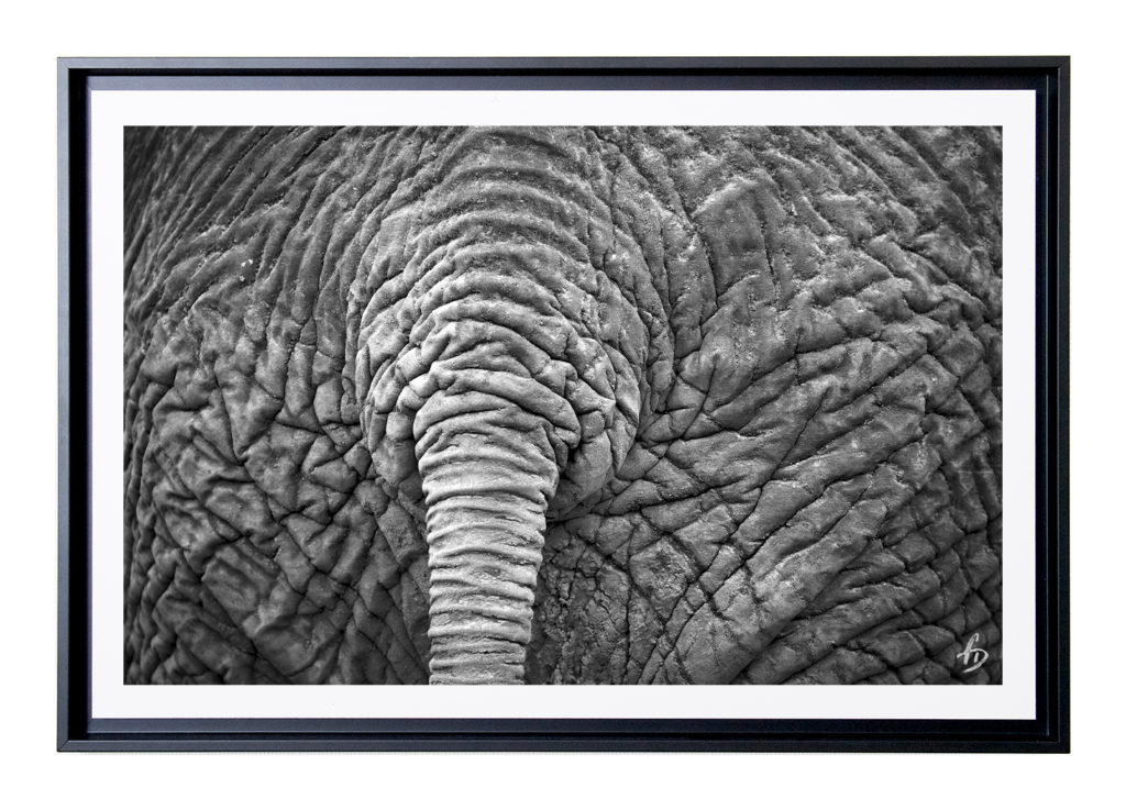 Pachyderme Parcheminé 