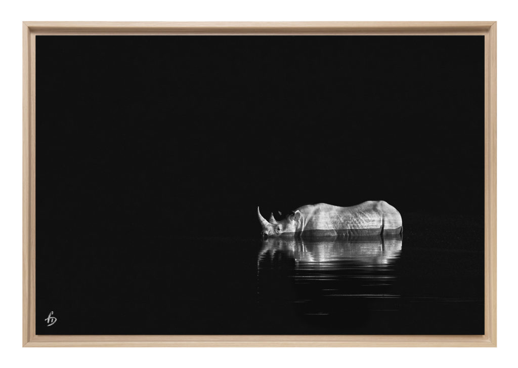 RHINO - ONIHR - Namibie