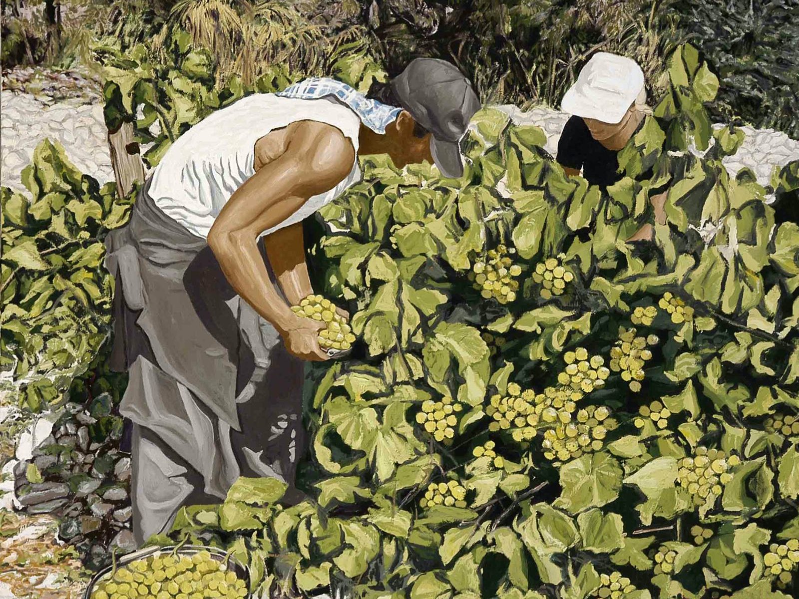 Grape Harvester - 80 x 100 cm