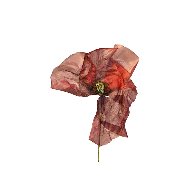 Coquelicot I, 2018/2019