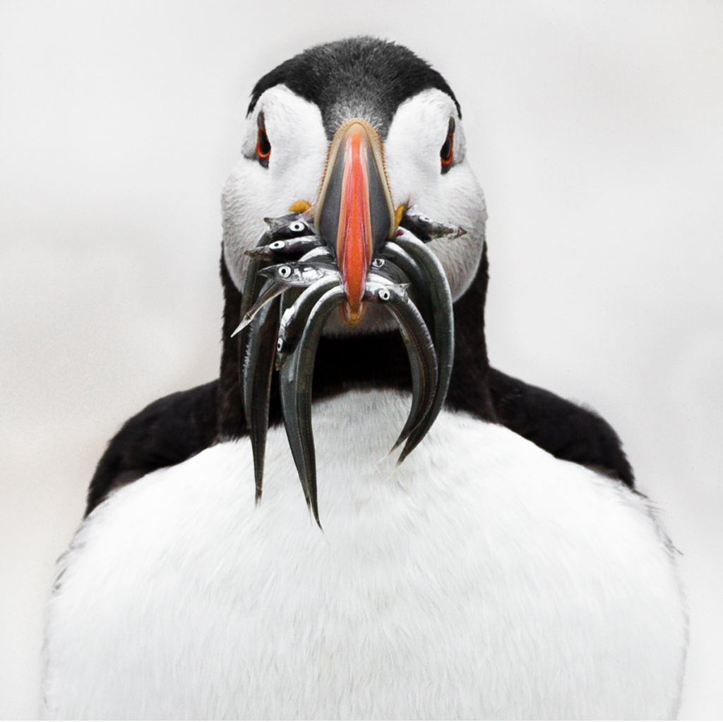 puffin portrait